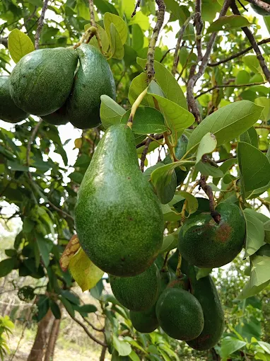 Finca Los Laureles